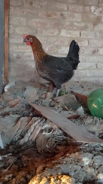 Organic pure Desi eggs available for sale 11