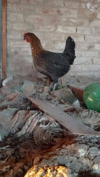 Organic pure Desi eggs available for sale 16