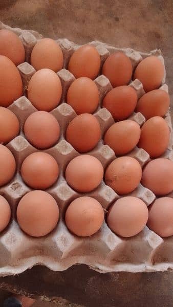 Organic pure Desi eggs available for sale 18