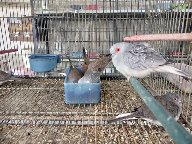 Common Diamond dove Red and Split silver dove 0