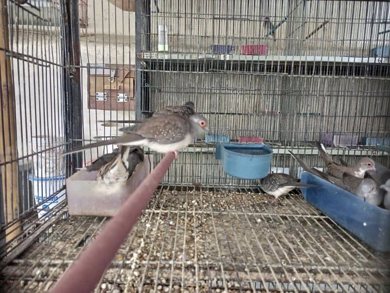 Common Diamond dove Red and Split silver dove 1