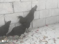 Ayam Cemani