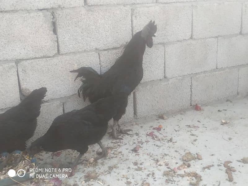 Ayam Cemani 0