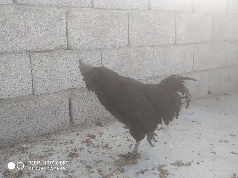 Ayam Cemani 1