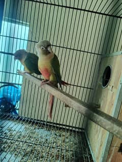 conure bird for sale