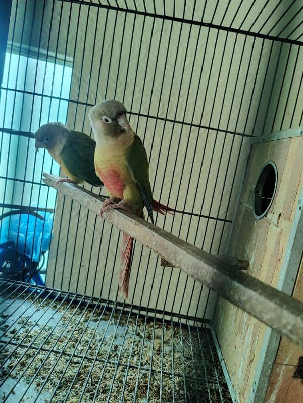 conure bird for sale 0