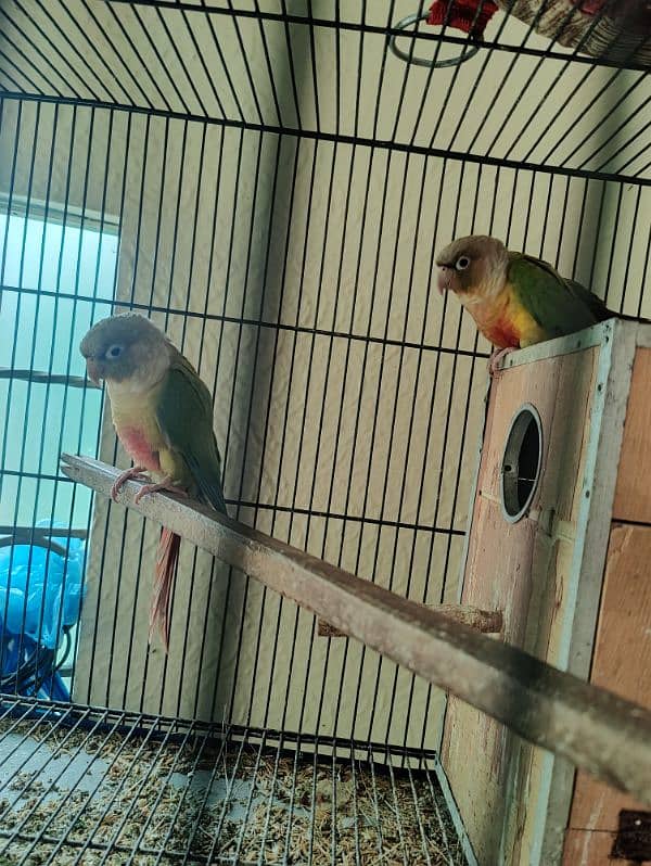 conure bird for sale 1