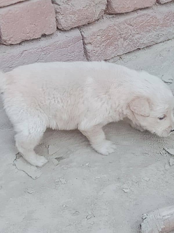 Labrador female 3