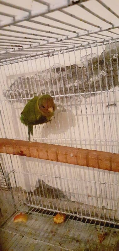 Plum head parrot 6 months old and big cage 0