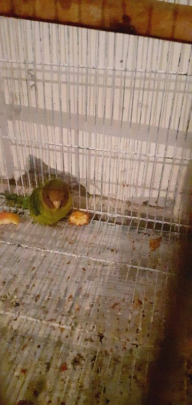 Plum head parrot 6 months old and big cage 1