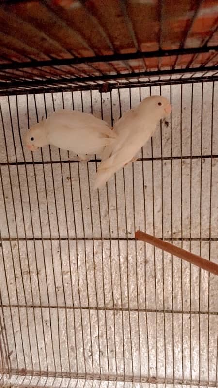 Albino red eyes to split bonded pair 2