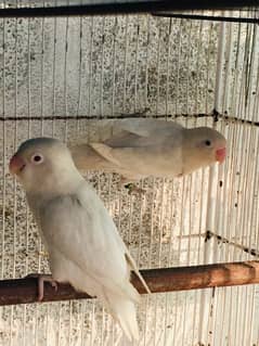 Albino red eyes to split bonded pair