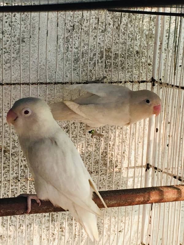 Albino red eyes to split bonded pair 0