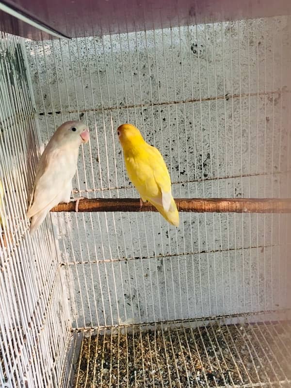 Albino red eyes to split bonded pair 4