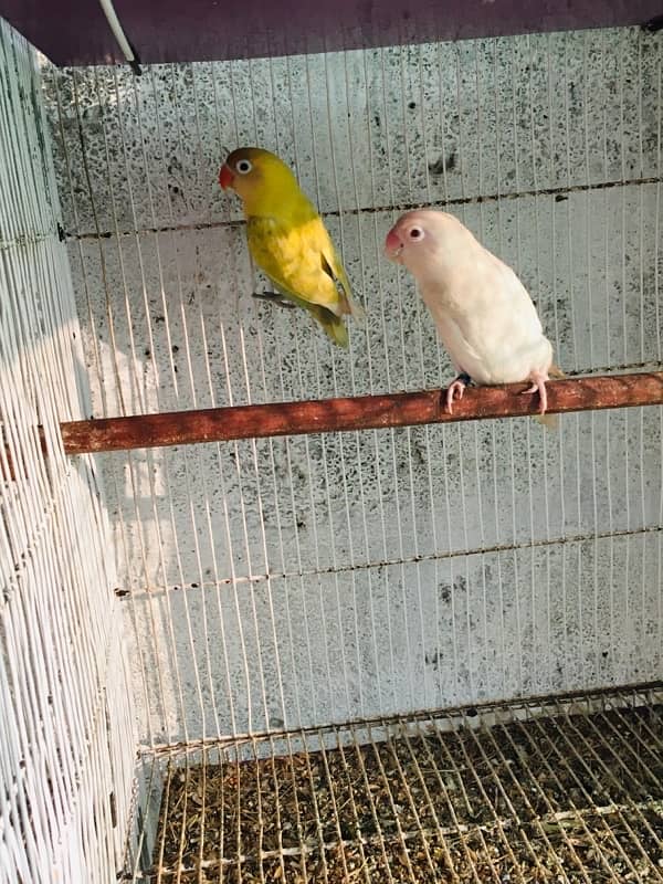 Albino red eyes to split bonded pair 5