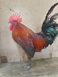 rooster