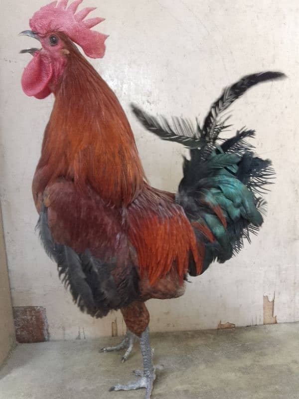 rooster 2