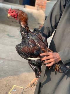 shamo male for sale reasonable price cargo avl kisi bhi jaga