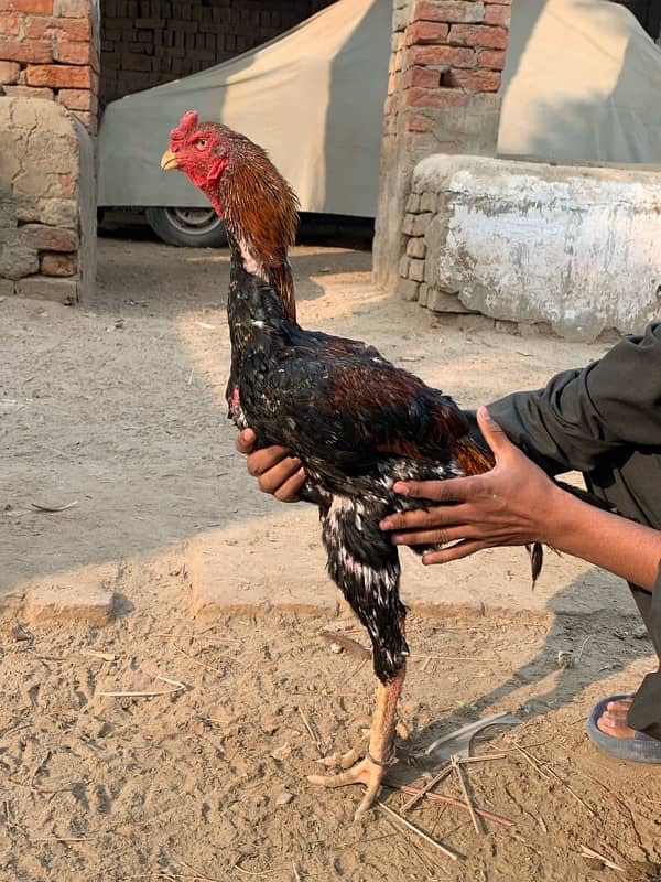 shamo male for sale reasonable price cargo avl kisi bhi jaga 3