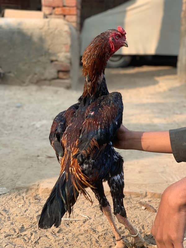 shamo male for sale reasonable price cargo avl kisi bhi jaga 4