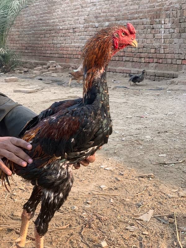 shamo male for sale reasonable price cargo avl kisi bhi jaga 5