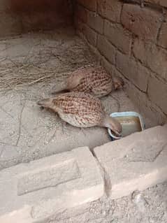 Irani farcolin (teetar)