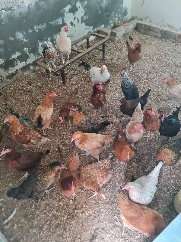 Egg laying hens for sale 0