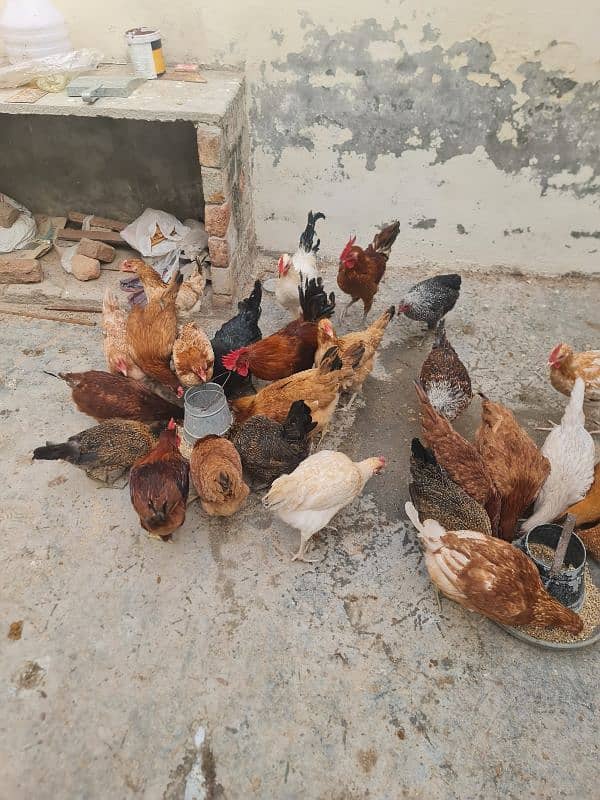 Egg laying hens for sale 1