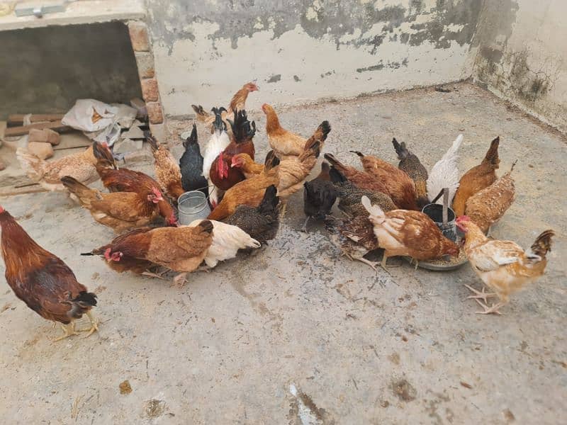 Egg laying hens for sale 2