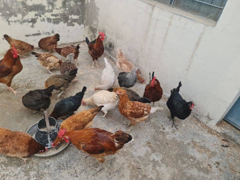 Egg laying hens for sale 3