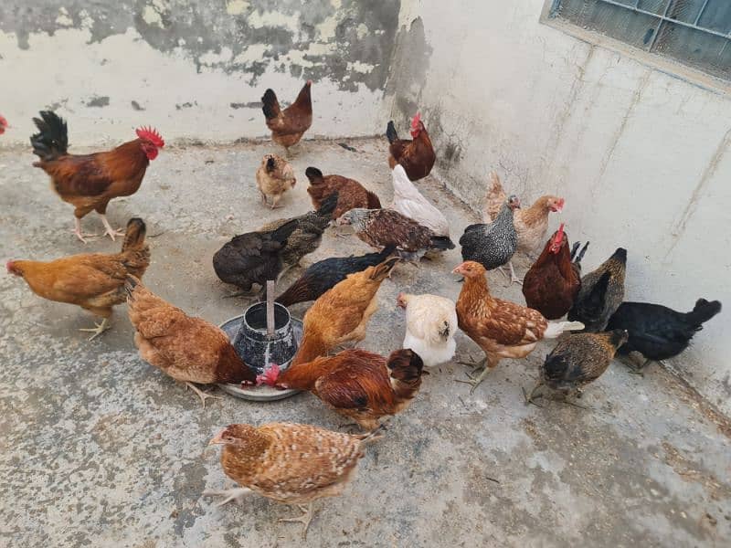 Egg laying hens for sale 5