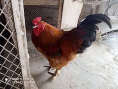 Hens male are on sale,at reasonable price.