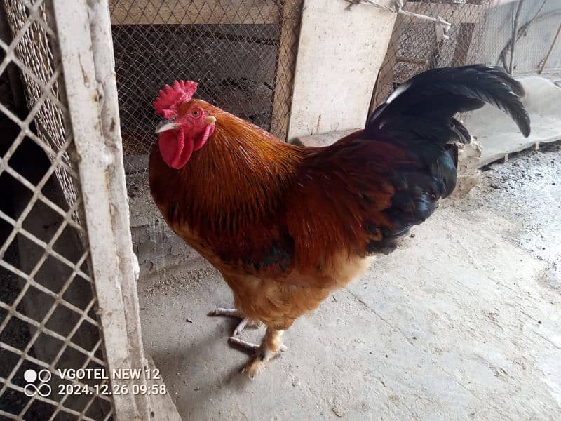 Hens male are on sale,at reasonable price. 0