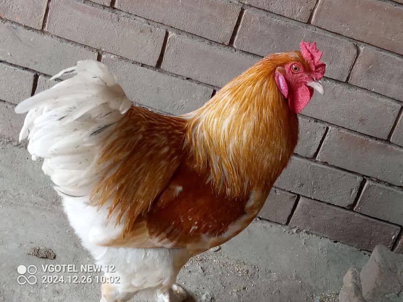 Hens male are on sale,at reasonable price. 1