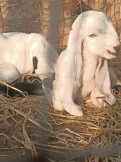 Beetal Ablak goat baby bache for sale