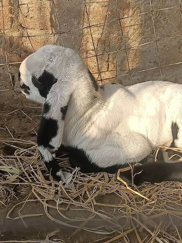 Beetal Ablak goat baby bache for sale 1