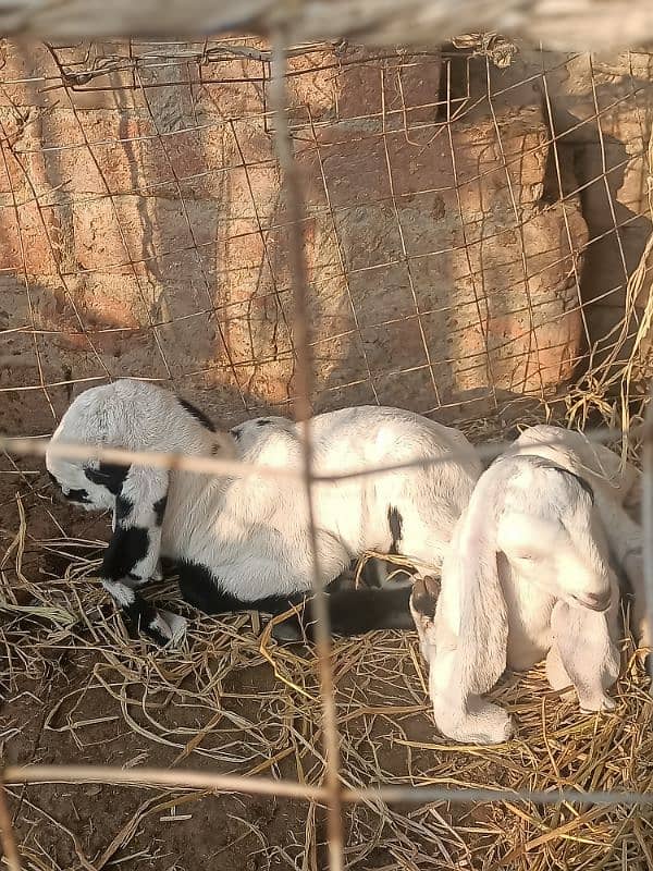 Beetal Ablak goat baby bache for sale 2