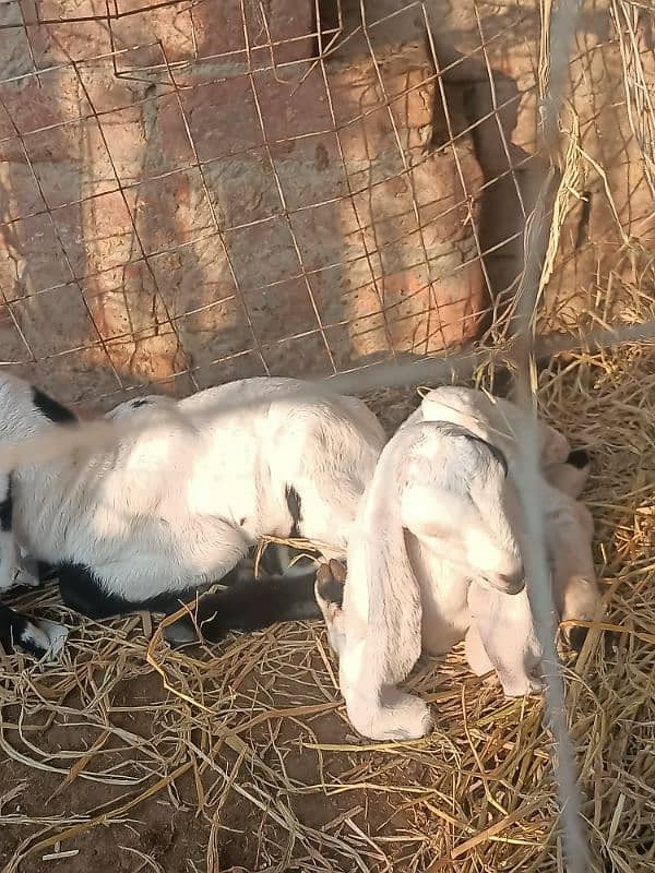 Beetal Ablak goat baby bache for sale 3