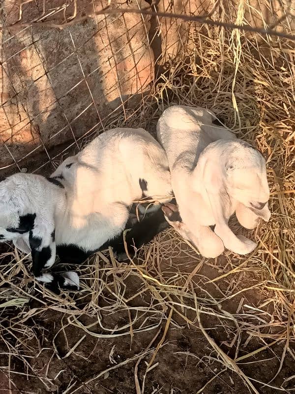 Beetal Ablak goat baby bache for sale 4