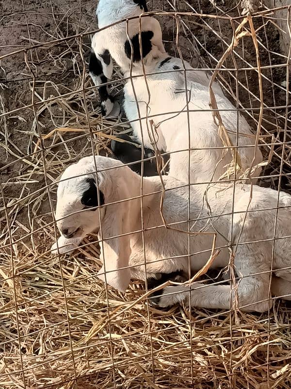 Beetal Ablak goat baby bache for sale 5