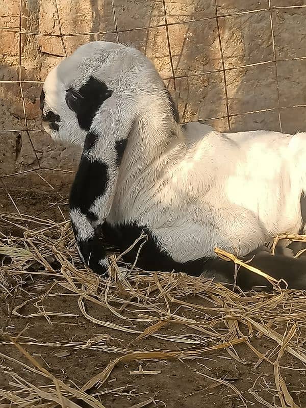 Beetal Ablak goat baby bache for sale 6