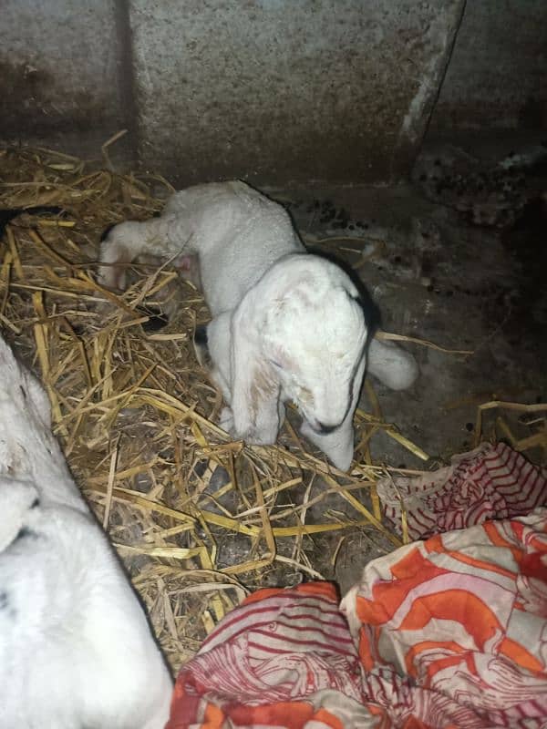 Beetal Ablak goat baby bache for sale 7