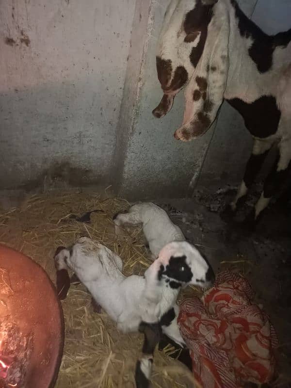 Beetal Ablak goat baby bache for sale 8