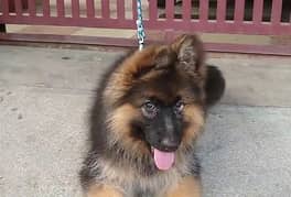 German Shepherd Puppy | Dog for sale | GSD | Black Mask | 03287625932