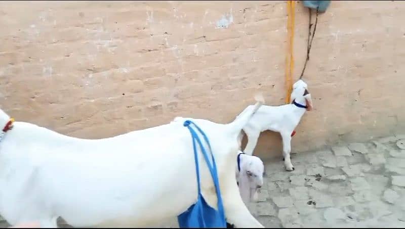 2 Goats 4 Kids For Sale Call 03438714978 4