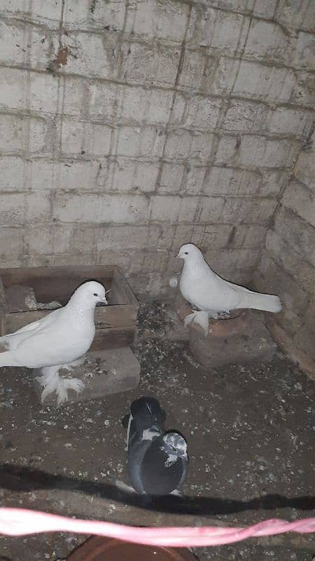 1 pair white sherazi breeder 2