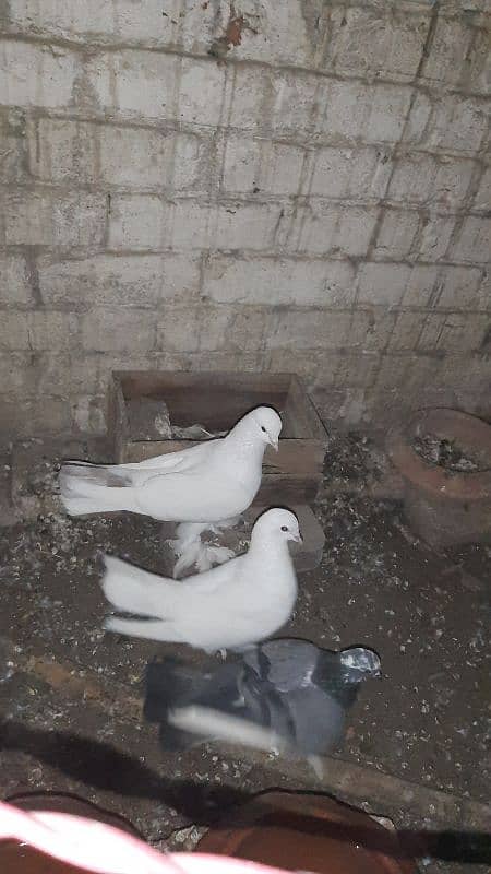 1 pair white sherazi breeder 4