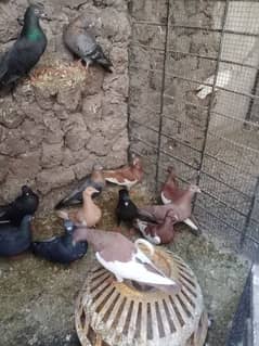 FANCY PIGEONS FOR SALE 03244201078