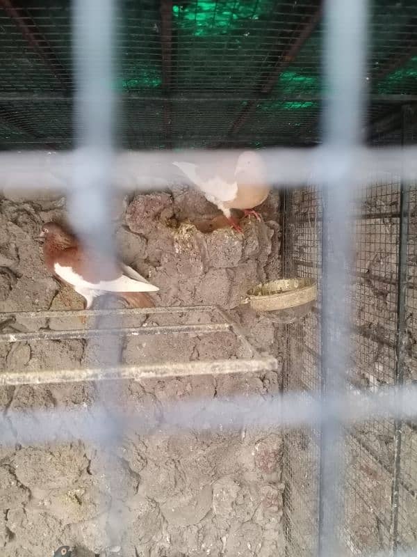 FANCY PIGEONS FOR SALE 03244201078 1