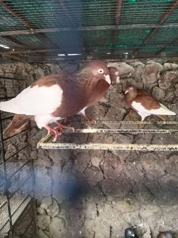 FANCY PIGEONS FOR SALE 03244201078 2